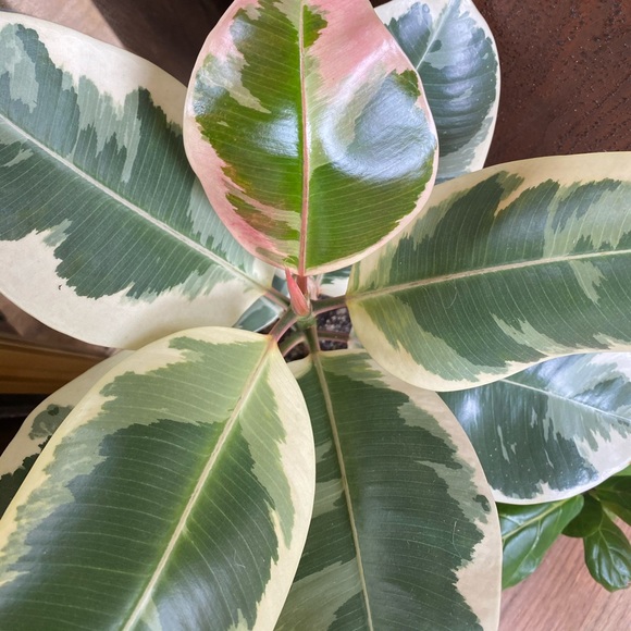 Meet your Posher, Chara - Picture 1 of 1